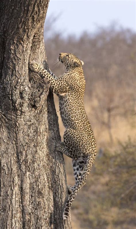 Leopard Cub Climbing A Tree In Sabi Sands Safari Park Kruger South