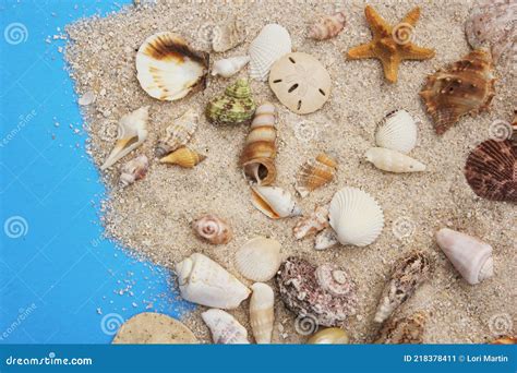 Seashell On Boardwalk At Tropical Beach Stock Image Image Of
