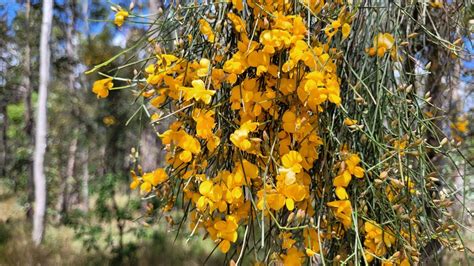 Winged Broom Pea From Upper Brookfield QLD 4069 Australia On October 3