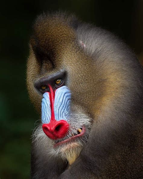 Mogens Trolle On Instagram The Stare Down Mandrill Alpha Male