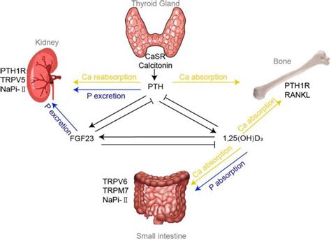 Calcium And Phosphorus Homeostasis Regulation Of Calcium And Download Scientific Diagram