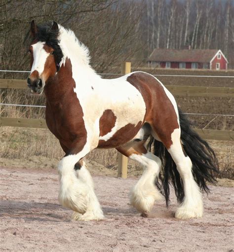 Irish Cob Caballo Ecured