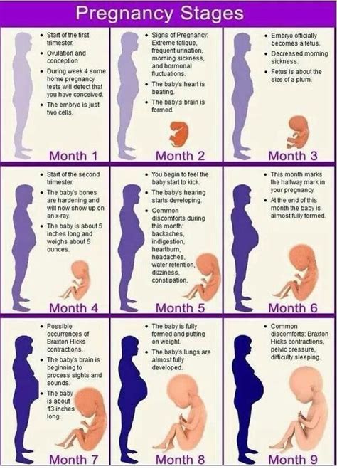 Pin By Maryjo Jones On Nursing Pregnancy Stages Pregnancy Calendar Pregnancy Info