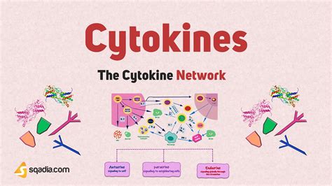 The Cytokine Network