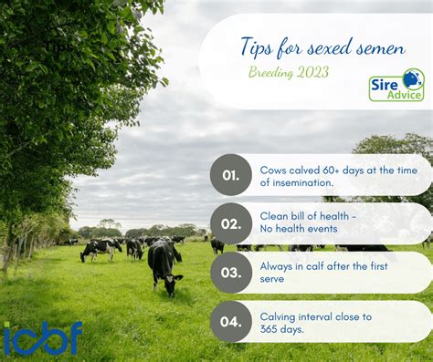 Using Sexed Semen This Year Here Are Some Tips To Help You Get The Highest Conception Rates In