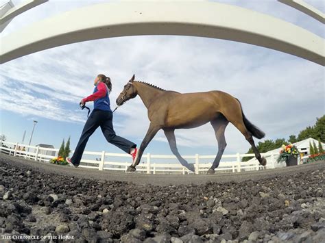 Second Show Jumping Horse Inspection - The Chronicle of the Horse