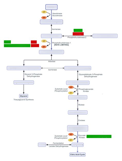 Glycolysis Intermediates & Regulation Diagram | Quizlet