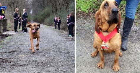 Dopo Un Errore Particolare Questo Cane Corre Una Maratona E Riesce Ad