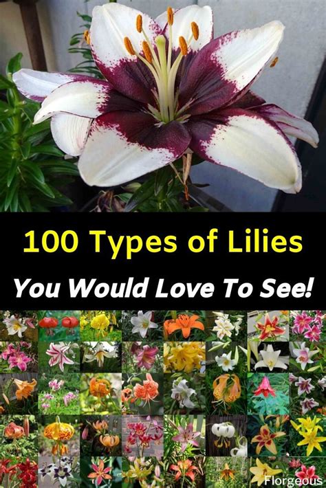 Different Types Of Lilies Types Of Lilies Different Types Of