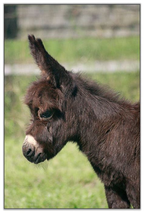 Miniature Donkey HHAA First Class Classy A Dark Brown Jennet Born In At Half Ass Acres