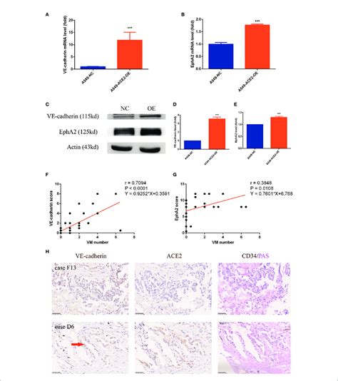 Ve Cadherin And Epha2 Expression Was Upregulated In A549 Cells And