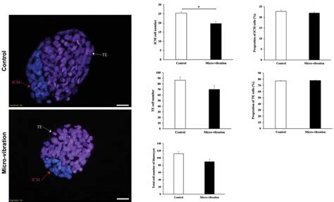 Interspecies Somatic Cell Nuclear Transfer ISCNT Blastocysts A