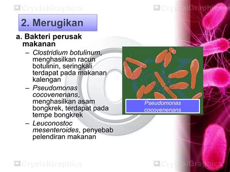 Archaebacteria Dan Eubacteria New Pptx