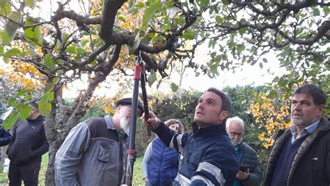 San Justo de la Vega acoge el curso de poda de árboles leonoticias