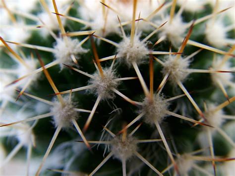 Images Gratuites La Nature Cactus Fleur Botanique Flore Faune