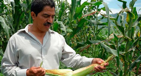 Programa Fomento A La Agricultura Un Paso Al Crecimiento Sostenido