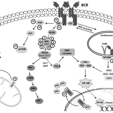 Overview of the B-cell receptor pathway. Shown are the B cell receptor ...