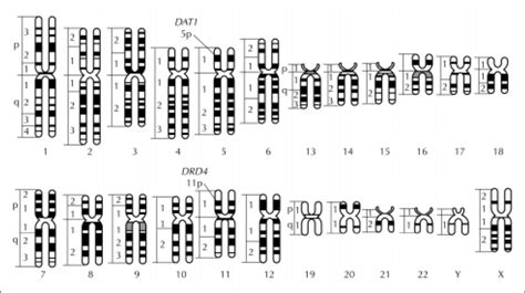 A Schematic Representation Of The 22 Pairs Of Autosomes And One Pair Of