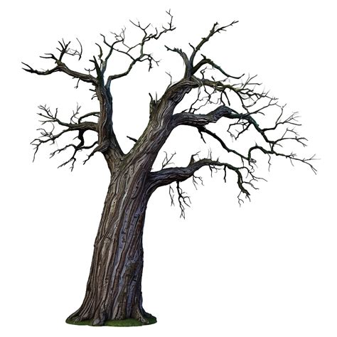 Download Dead Oak Tree Png 05252024