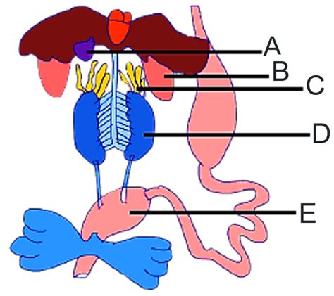 The Figure Given Here Shows Diagrammatic Representation Of Internal