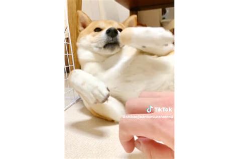 「なんだ？もう終わりか？」モフる手が止まるとゆっくりと起き上がってこの顔である【柴犬動画】 柴犬ライフ [shiba Inu Life]