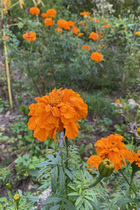 How To Easily Save & Store Marigold Seeds For Planting Next Year