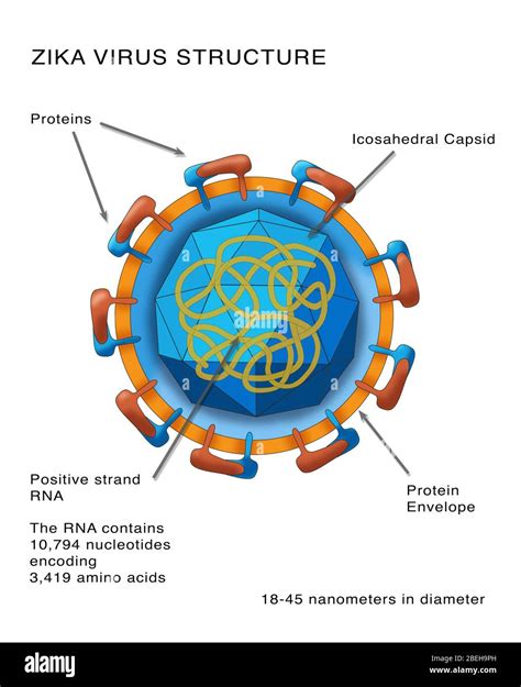 Estructura Virus Fotos E Im Genes De Stock Alamy