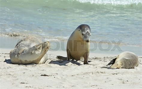 Seal Bay, Kangaroo Island, Australia | Stock image | Colourbox