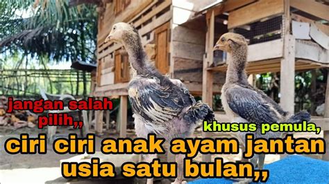 Ciri Ciri Anak Ayam Jantan Di Usia Satu Bulan Youtube