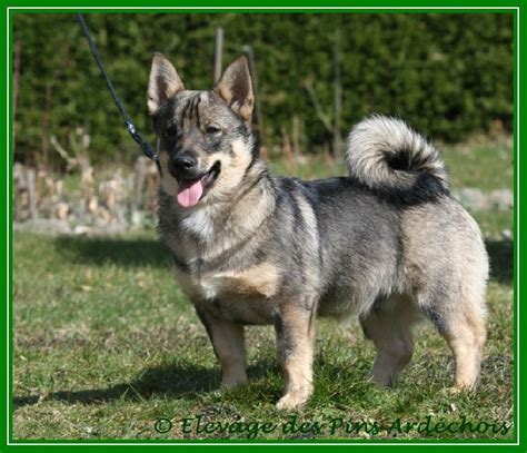 Elevage Des Pins Ard Chois Eleveur De Chiens Vallhund Su Dois Spitz