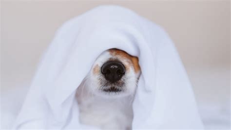 10 Things to Do to Help Your Dog's Storm Anxiety | Oakridge Veterinary ...