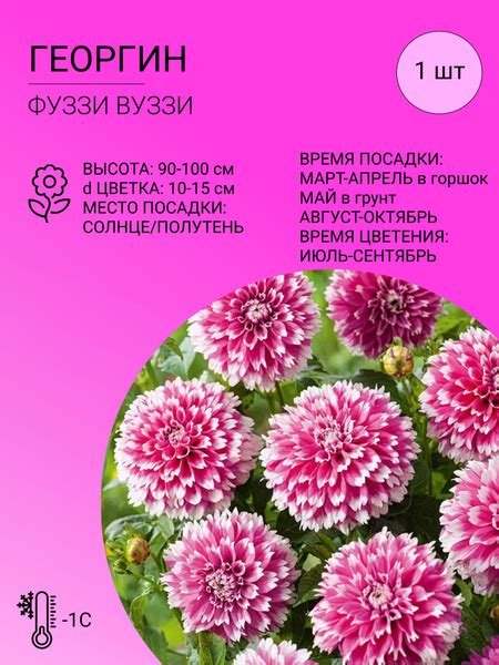 Георгины Георгин 1 шт - купить по выгодным ценам в интернет-магазине ...