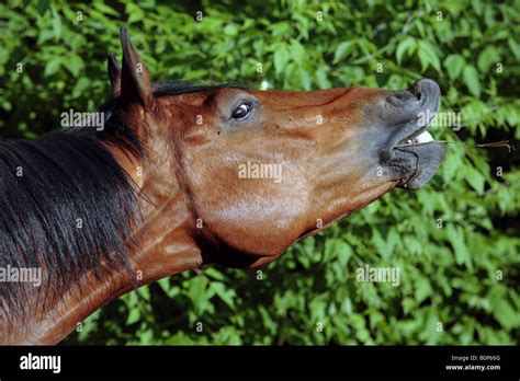 The Bay Horse Stock Photo Alamy