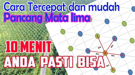 Cara Menanam Sawit Mata Lima