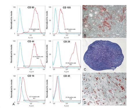 Characterisation Of Bone Marrow Derived Mesenchymal Stem Cells Download Scientific Diagram