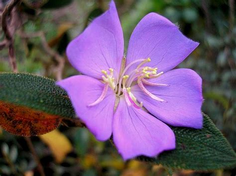 Flora Of Atlantic Forest Photos Diagrams And Topos Summitpost