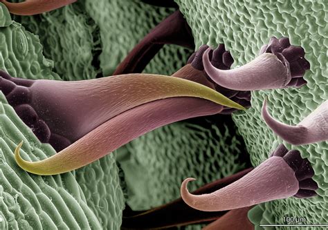 Fotciencia Las Mejores Fotografías Científicas Del Año Entrelazados