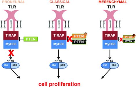 Schematic Proposition Of The Tlr Canonical Signaling Pathway Through Download Scientific