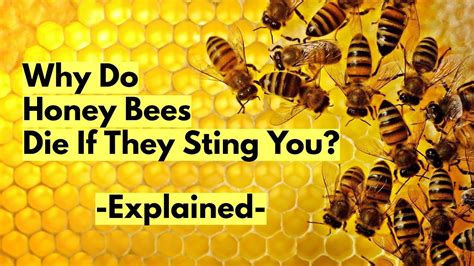 Why Do Bees Die After They Sting You Explained Youtube