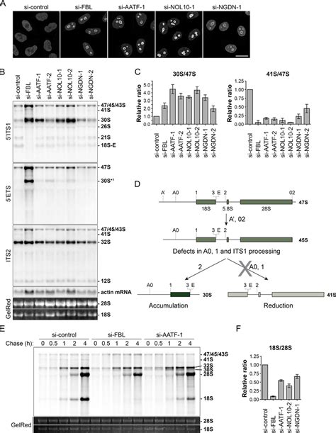 Aatf Nol10 And Ngdn Depletion Causes Pre Rrna Processing Defects At