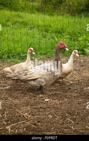 Les canards de Barbarie blanc mâle et femelle Photo Stock Alamy