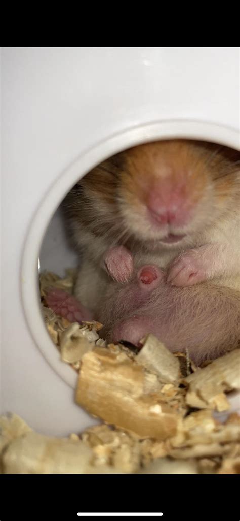 Help My Hamster Has A Weird Red Thing On His Belly My Hamster Nugget