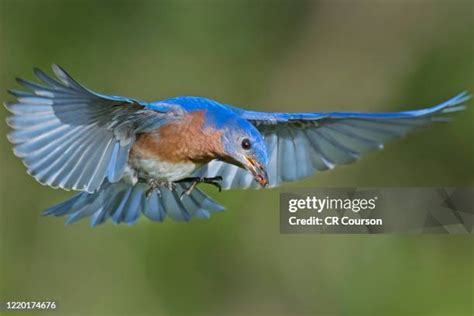 Blue Robin Bird Photos and Premium High Res Pictures - Getty Images