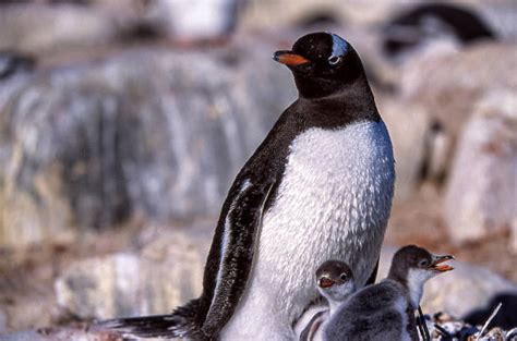 130+ Penguin Hatching Photos Stock Photos, Pictures & Royalty-Free ...