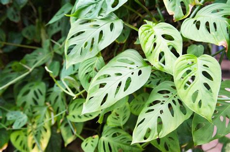 Swiss Cheese Plant Info Learn About Adansons Monstera Swiss Cheese Plants