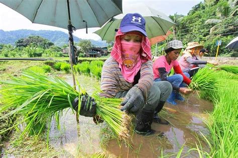 Philippines Papua New Guinea Begin Farming Cooperation Philstar