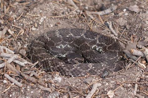 Species Of Snakes With Diamond Patterns Wildlife Informer