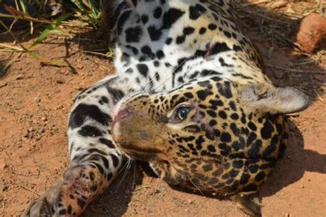 Midianews On A Pintada Morre Atropelada Perto De Sorriso