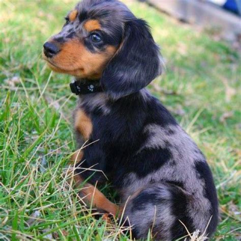 Dapple Pup Dachshunds Doxie Weenie Dogs Cuteness Overload Puppy