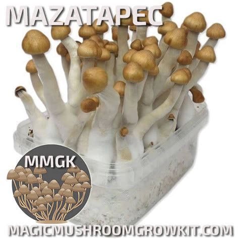 Mazatapec Magic Mushroom Grow Kit